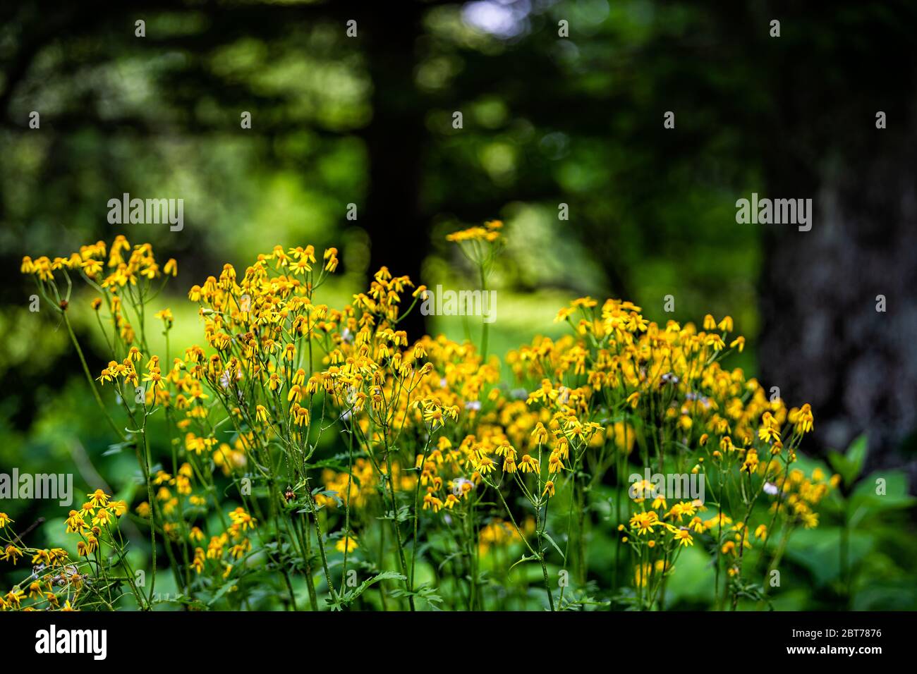 Closeup of many golden aster wildflowers flowers in Story of the Forest nature trail in Shenandoah Blue Ridge appalachian mountains with bokeh blurry Stock Photo