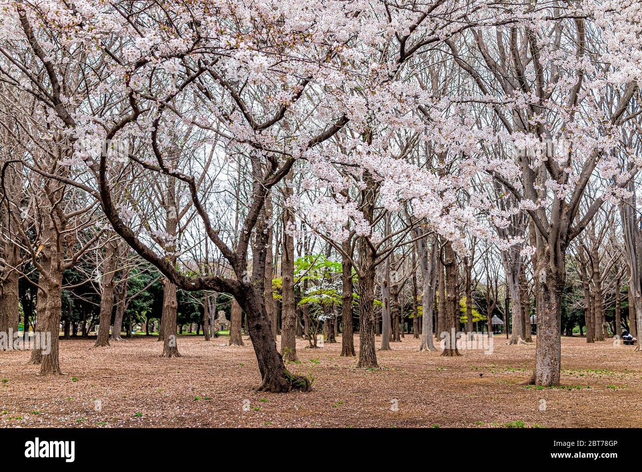 Tokyo, Japan Yoyogi park in Shibuya with pink white sakura flowers branches on cherry blossom trees in field Stock Photo