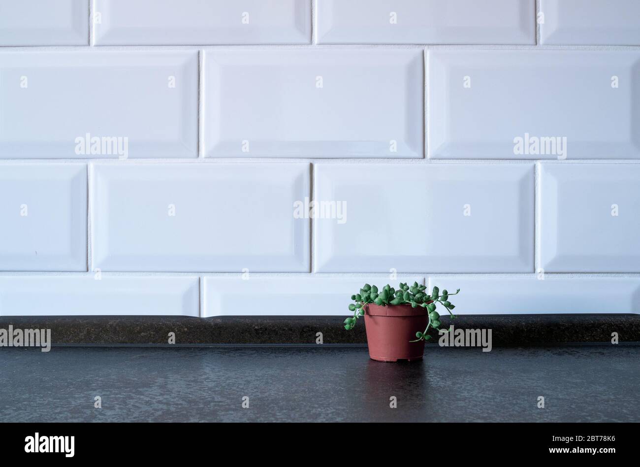 Plant in a terracotta pot, simple background. With place for your text