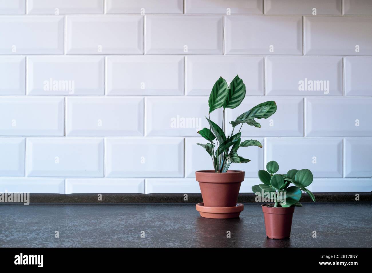 Plant in a terracotta pot, simple background. With place for your text