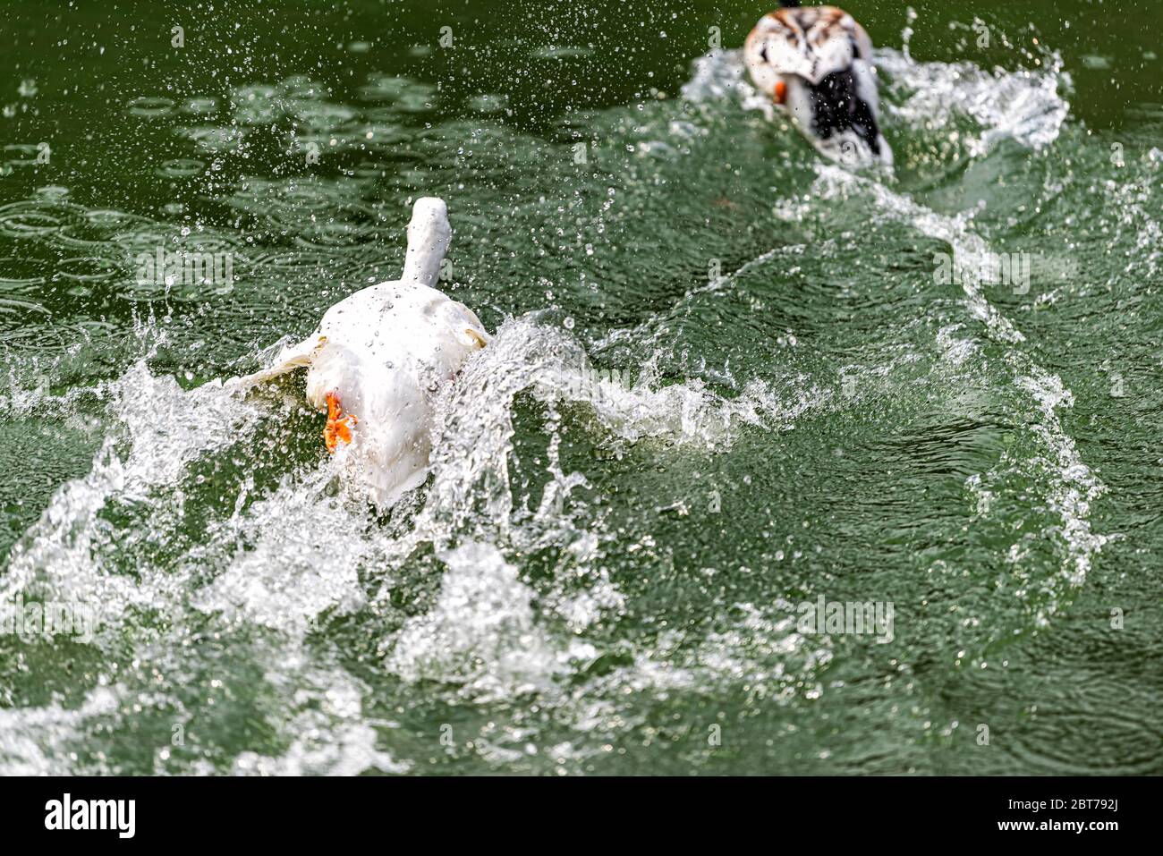 Takayama, Japan Hida no Sato folk village lake pond in Gifu prefecture with white aggressive goose swimming attacking mallard duck Stock Photo