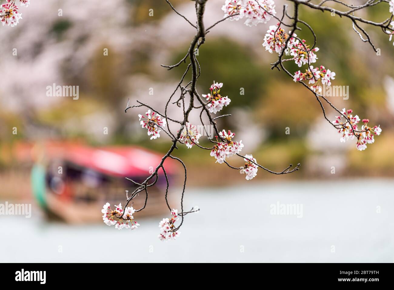 Kyoto, Japan foreground closeup macro of sakura Cherry blossom branch flowers and background of Osawa-no-Ike Pond lake in spring in Arashiyama Daikaku Stock Photo