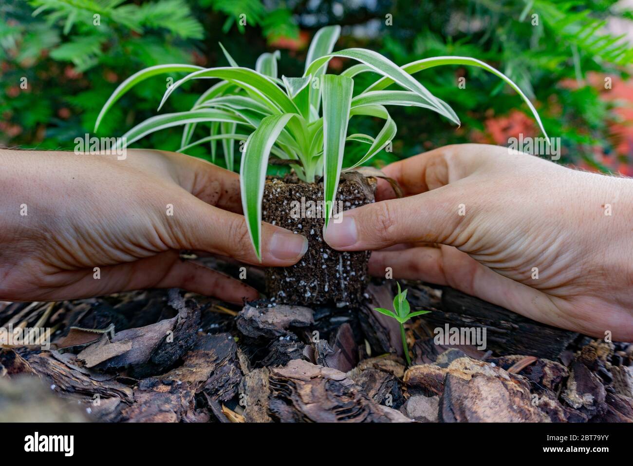 planting a plant on the ground Stock Photo Alamy