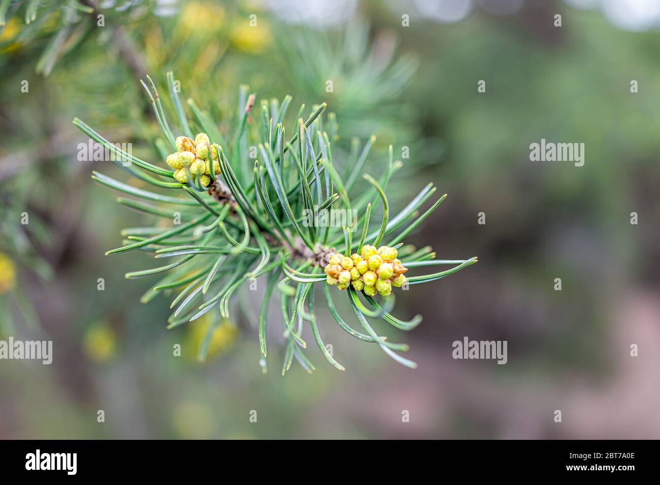 Macro closeup of pine cones pollen and needles on tree branch with forest in blurry blurred background Stock Photo