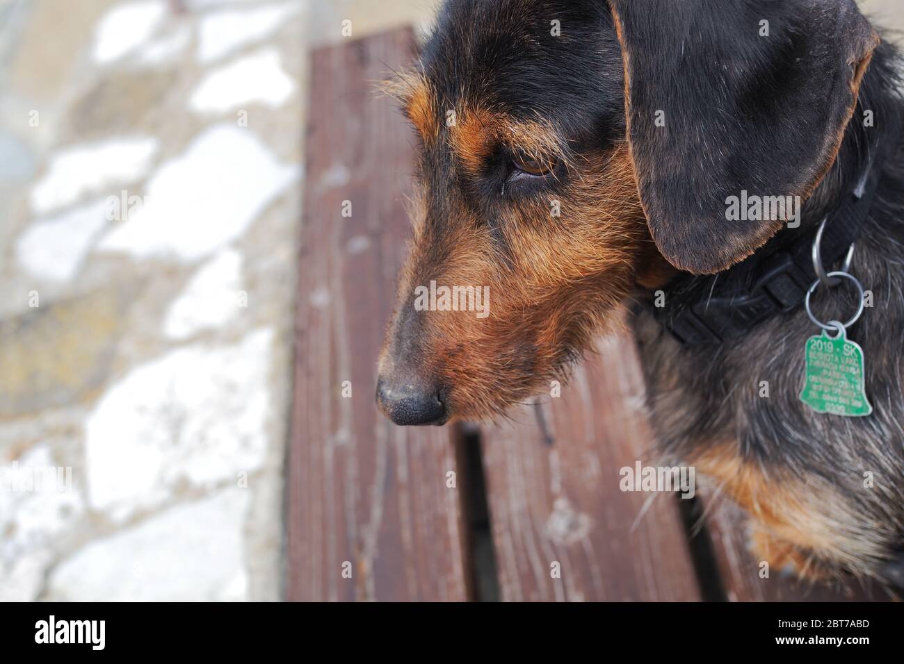 Dog Stock Photo