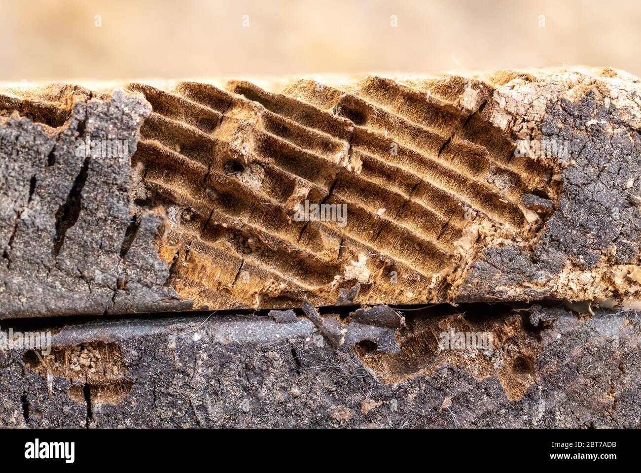wood affected by woodworm. Woodeating larvae of species of beetle