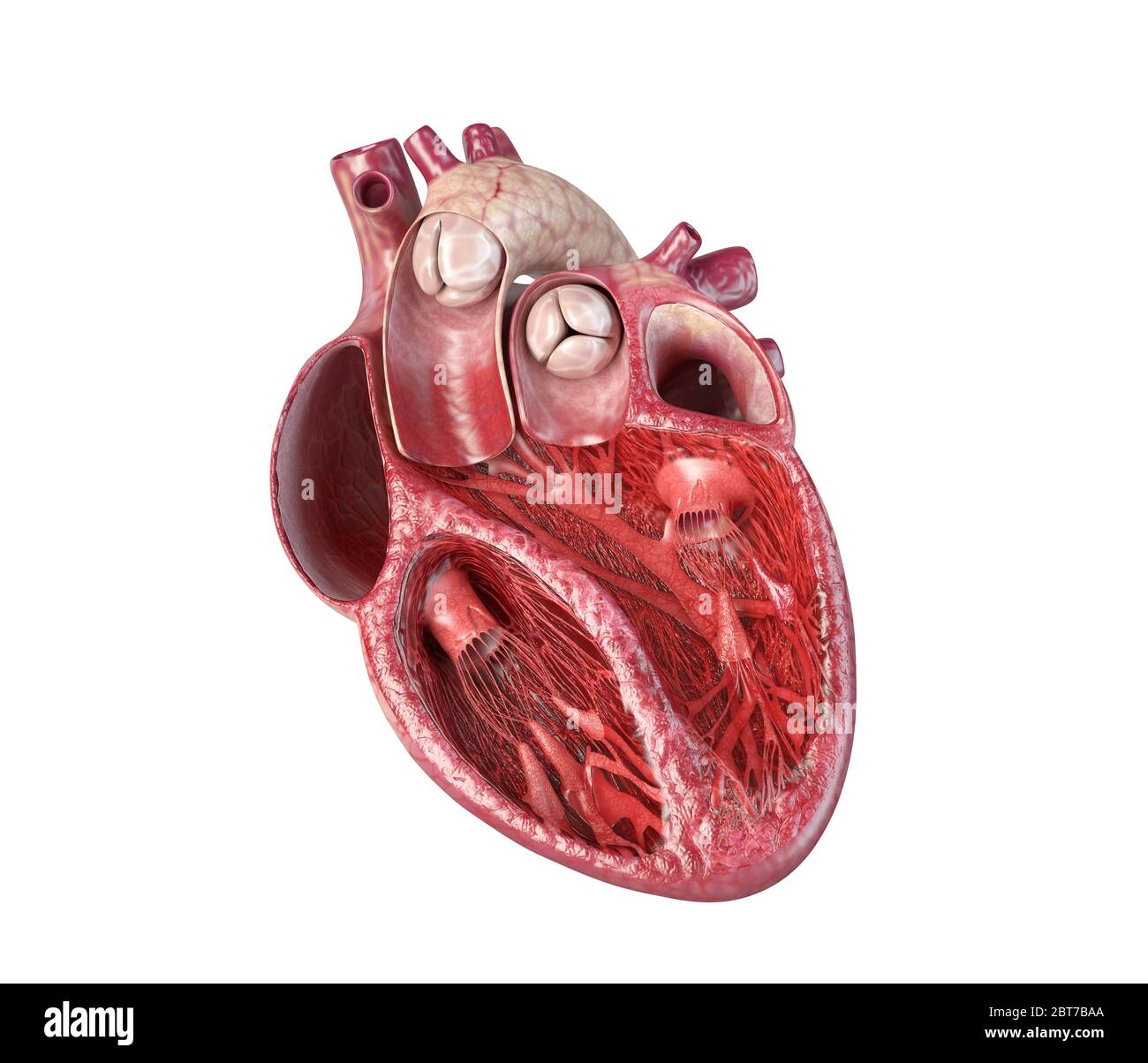 Human heart cross-section, with detailed internal structure. Close-up on white background. Stock Photo