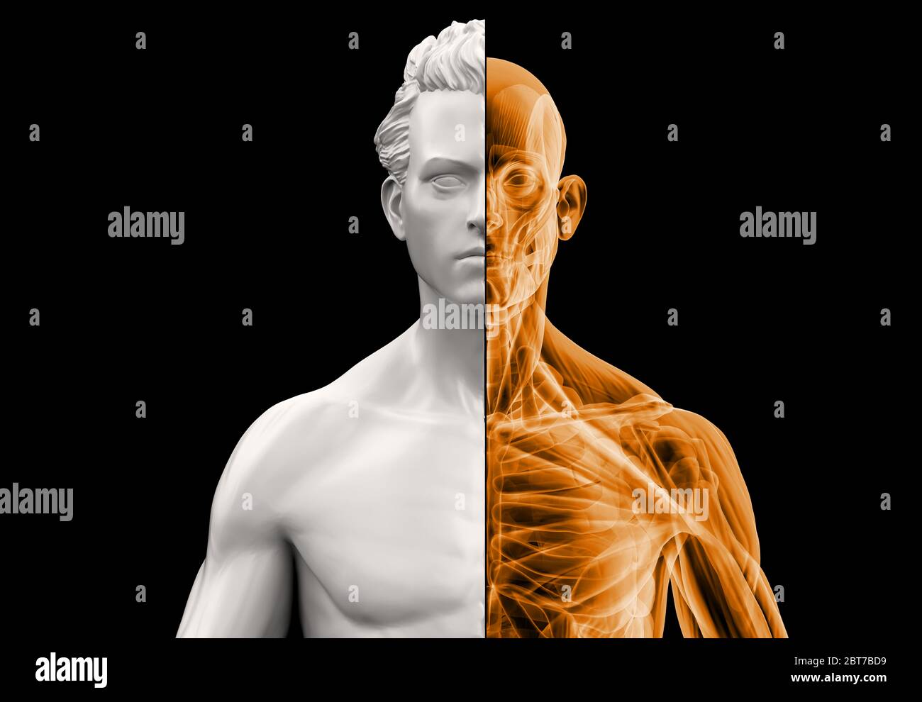 Anatomy man bust half x-ray and half in clay. 3d illustration on black background. Stock Photo