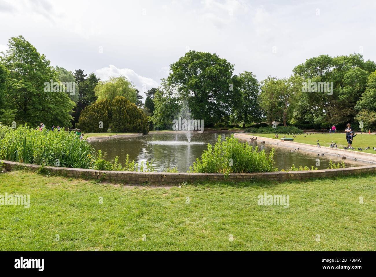 Birds and waterfowl around the pond in Pinner Memorial Park, Pinner