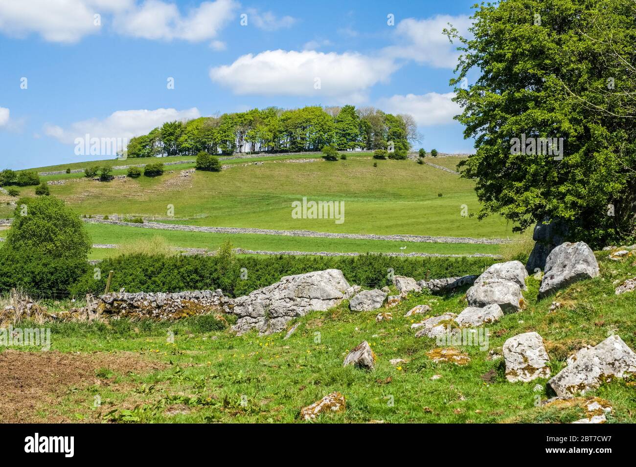 The copse at Fairfield Low which contains a round barrow/tumulus, presumed to be Bronze Age.  Buxton Derbyshire Stock Photo