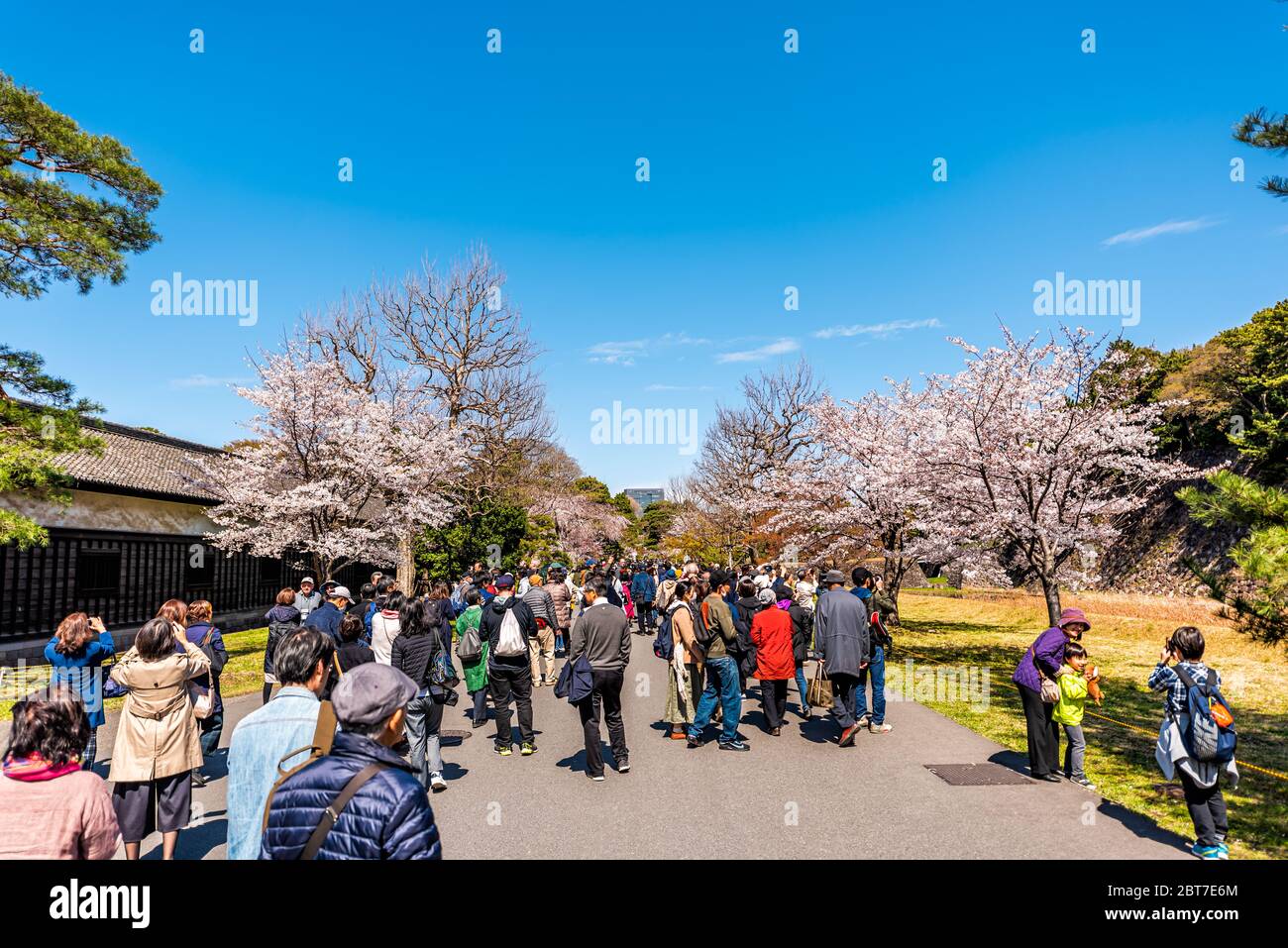 Tokyo, Japan - April 1, 2019: Imperial palace national gardens park with many crowd of people taking photos photographing cherry blossom sakura flower Stock Photo