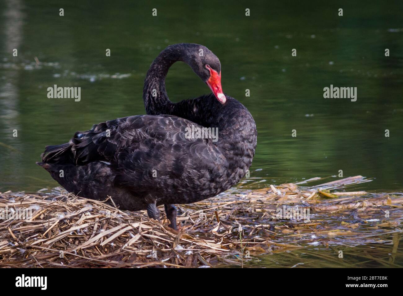Beautiful Black swan on a small grass island in the pond of water Stock Photo