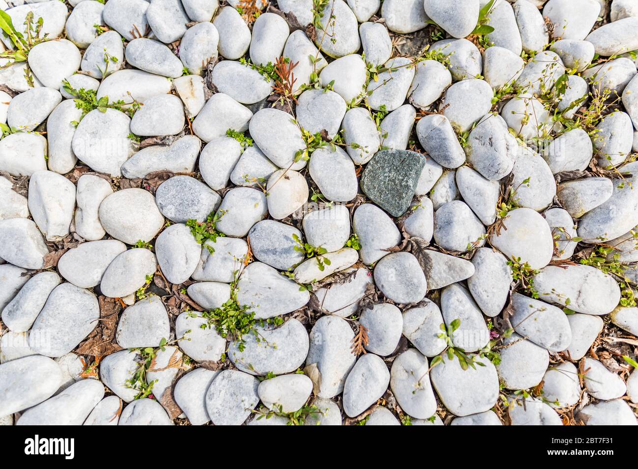 Sea pebbles in garden with green grass. Small stones gravel texture background.Pile of pebbles, thailand.Color stone in background. Stock Photo