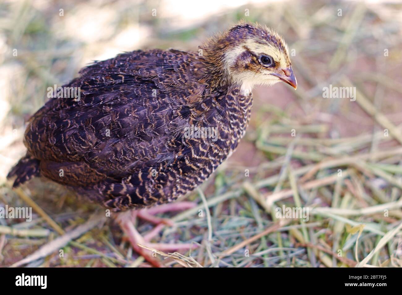 close-up of a young japanese quail with beautiful brown feathers Stock Photo