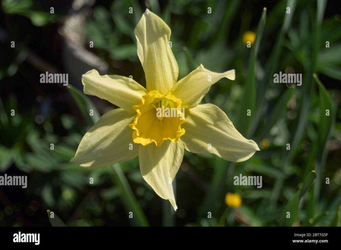 Sun drop yellow blooming flower, top view, soft blurry ground background Stock Photo
