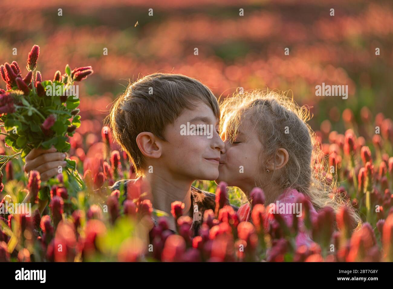 Small girl kissing boy to his face in the field. Golden light. Adorable kids Stock Photo