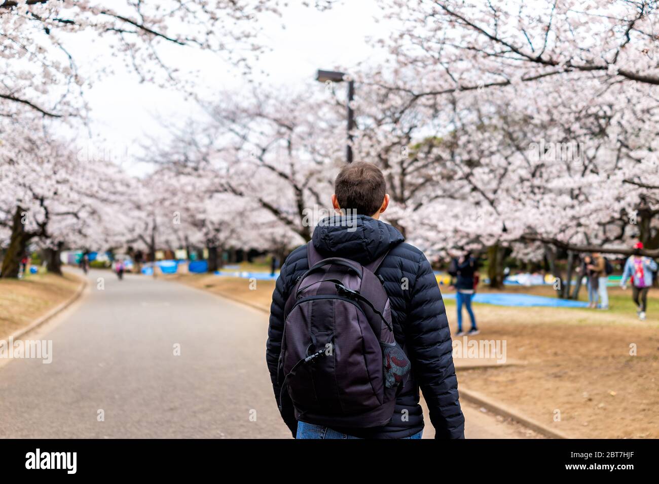 Tokyo, Japan Yoyogi park with back of one person tourist man walking on road street path by sakura flowers pink white cherry blossom trees Stock Photo