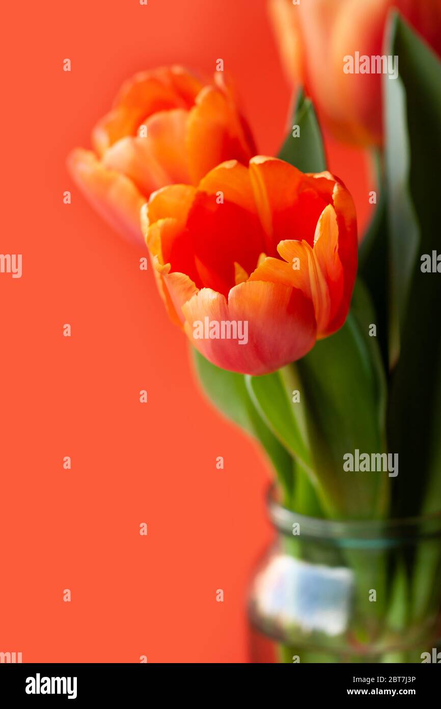 Tulip flower close-up. Incredible orange color, natural beauty of details. The concept of spring, femininity, sensuality. Stock Photo