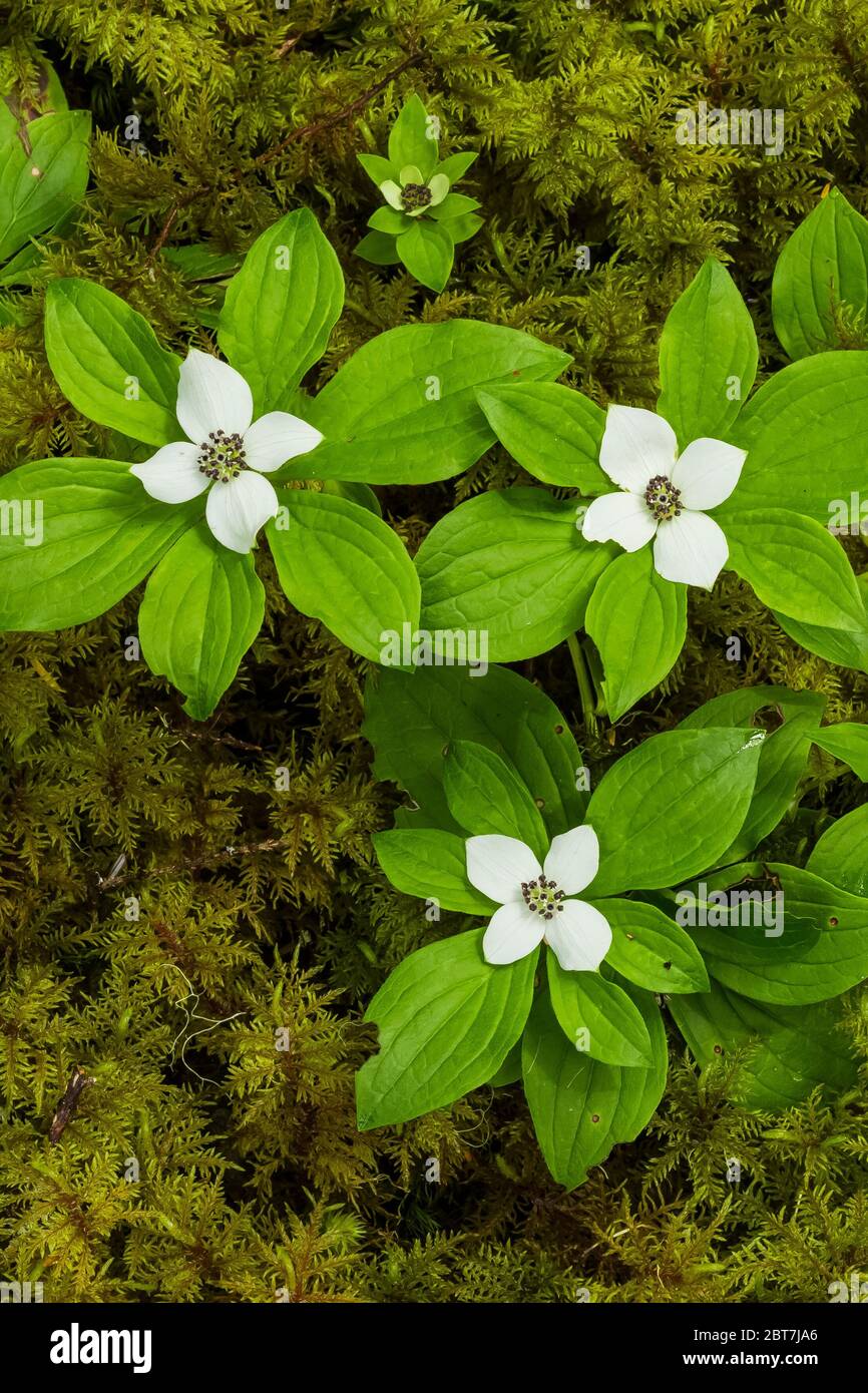 Western Bunchberry, Cornus unalaschkensis, on a bed of moss near the Upper Dungeness Trail along the Dungeness River in Olympic National Forest, Olymp Stock Photo