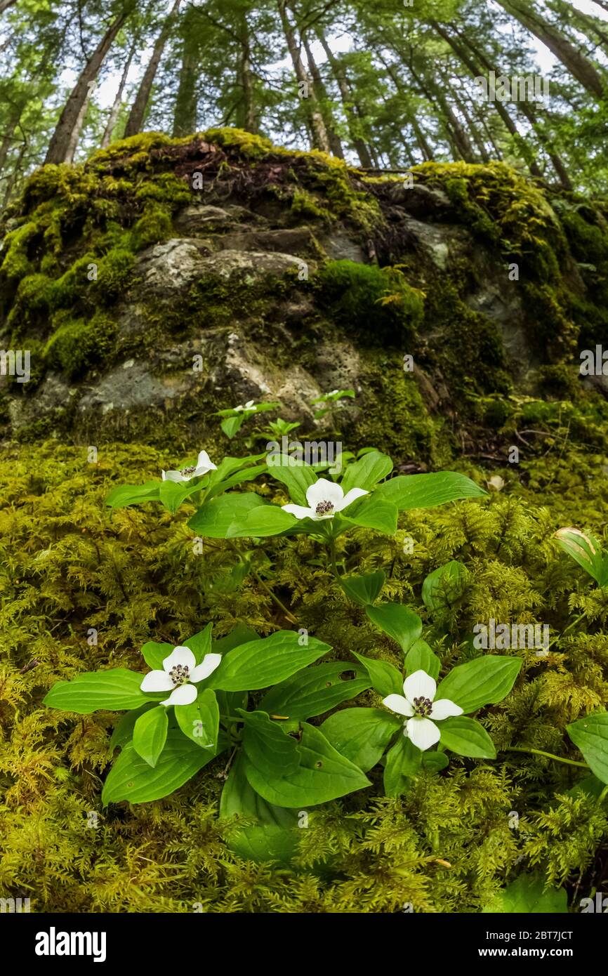 Western Bunchberry, Cornus unalaschkensis, on a bed of moss near the Upper Dungeness Trail along the Dungeness River in Olympic National Forest, Olymp Stock Photo