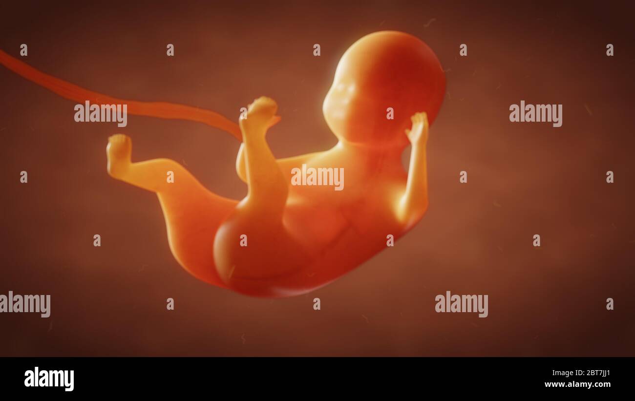 3D illustration the formation of the fetus of the baby in the womb