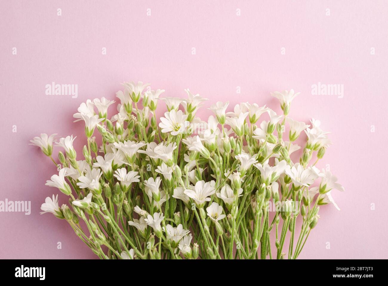 White mouse-ear chickweed flowers on pink background, top view copy space Stock Photo