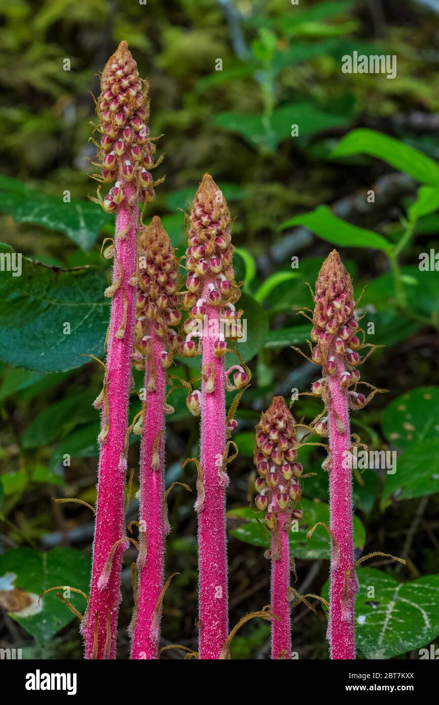 Pinedrops, Pterospora andromedea, a saprophytic plant living in association with fungi and conifers, along the Upper Dungeness Trail near the Dungenes Stock Photo