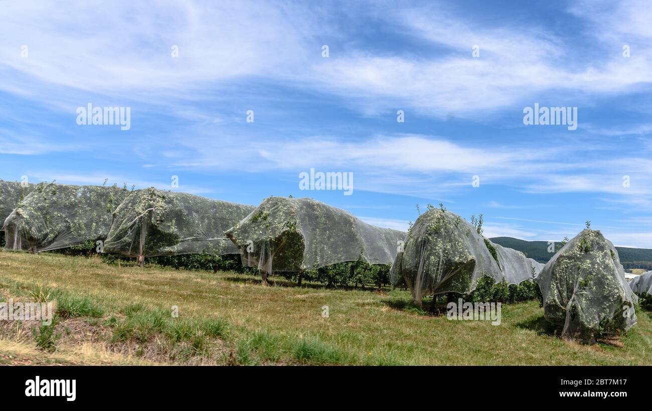 Rows of apple trees covered with netting in Batlow, Australia Stock