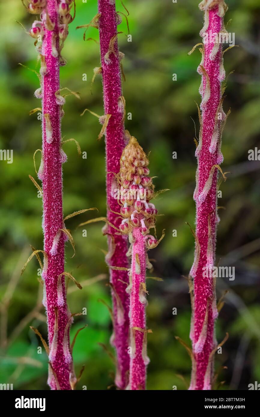 Pinedrops, Pterospora andromedea, a saprophytic plant living in association with fungi and conifers, along the Upper Dungeness Trail near the Dungenes Stock Photo