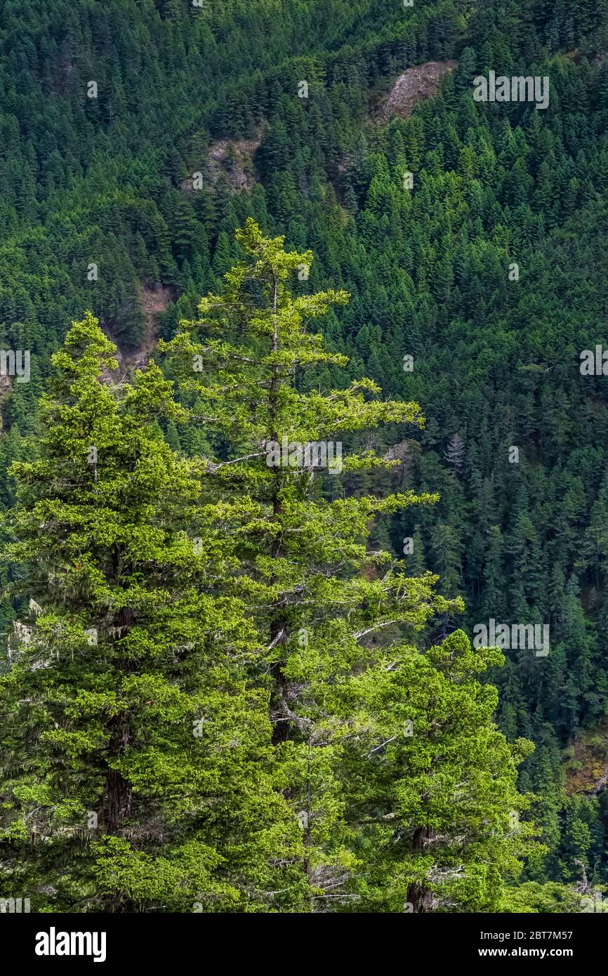 Conifer trees make up the vast forest in Olympic National Forest