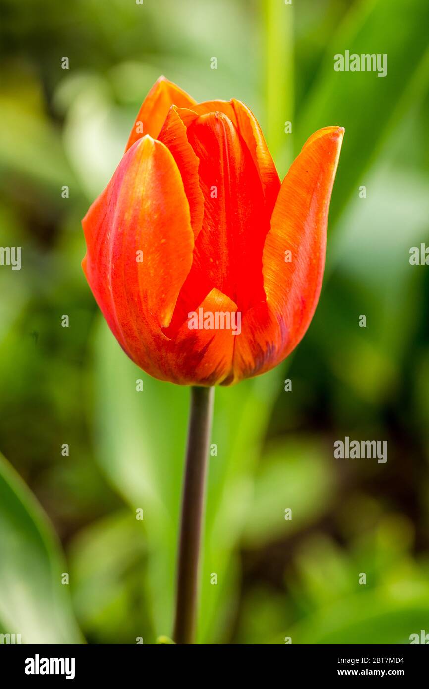 czerwony tulipan Stock Photo - Alamy