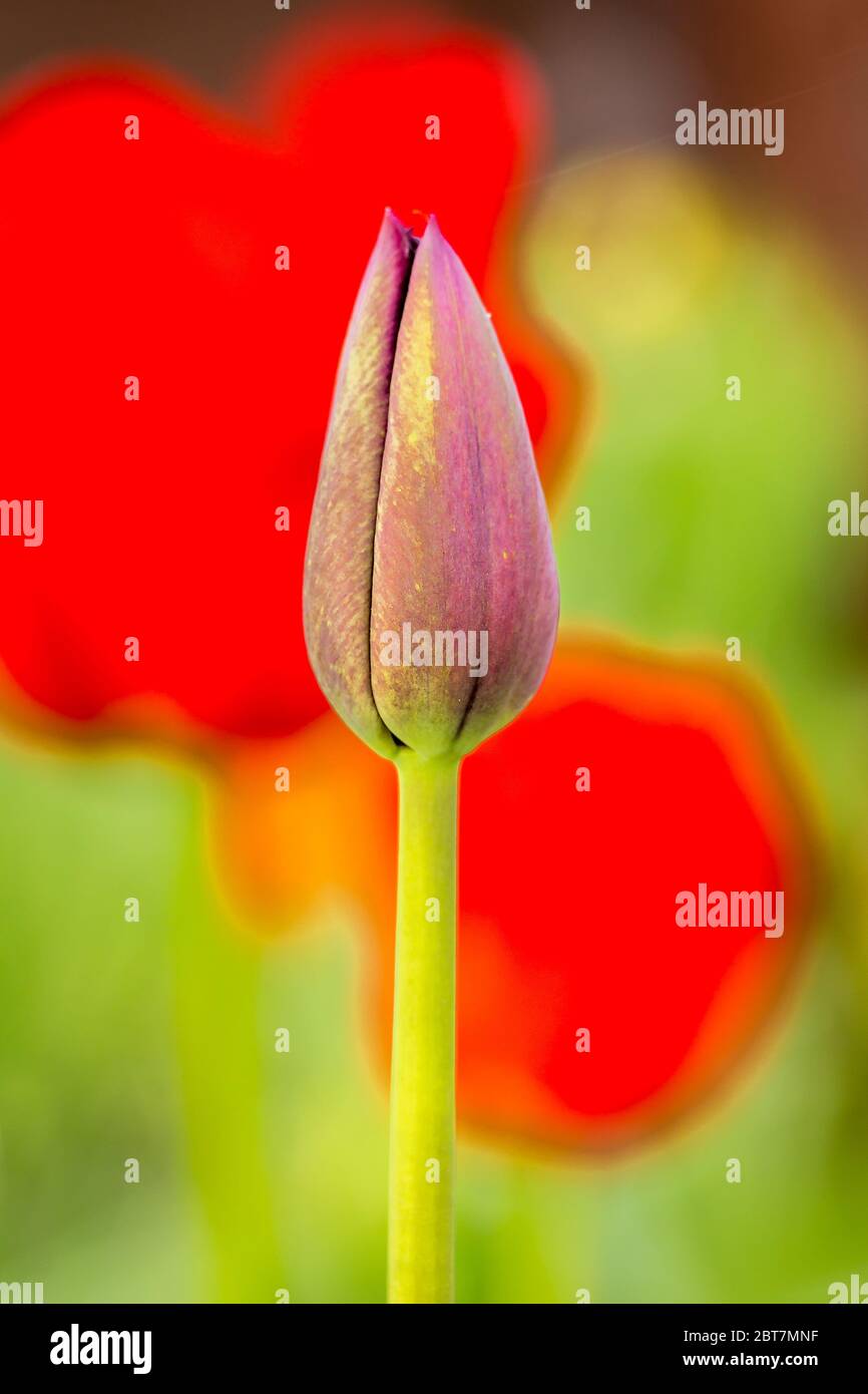 czerwony tulipan Stock Photo