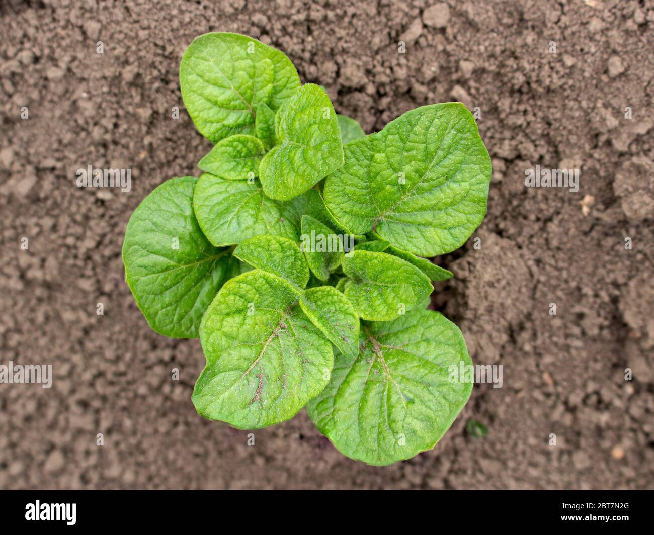 A small potato bush that grows in the ground and grows well without pests and weeds. Stock Photo