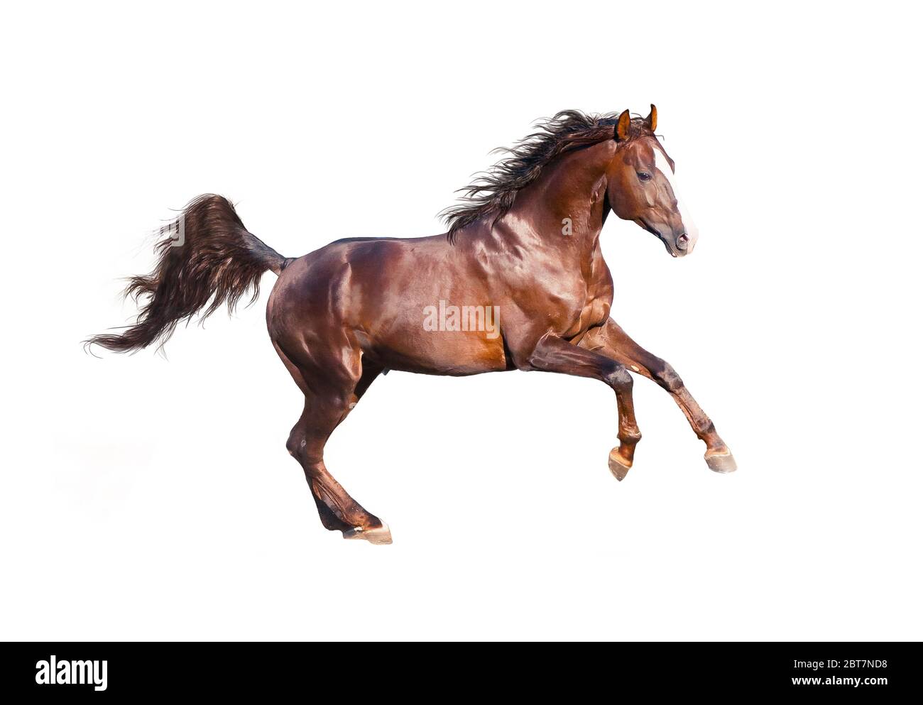 Chestnut young horse is galloping fast in the wild. Stock Photo