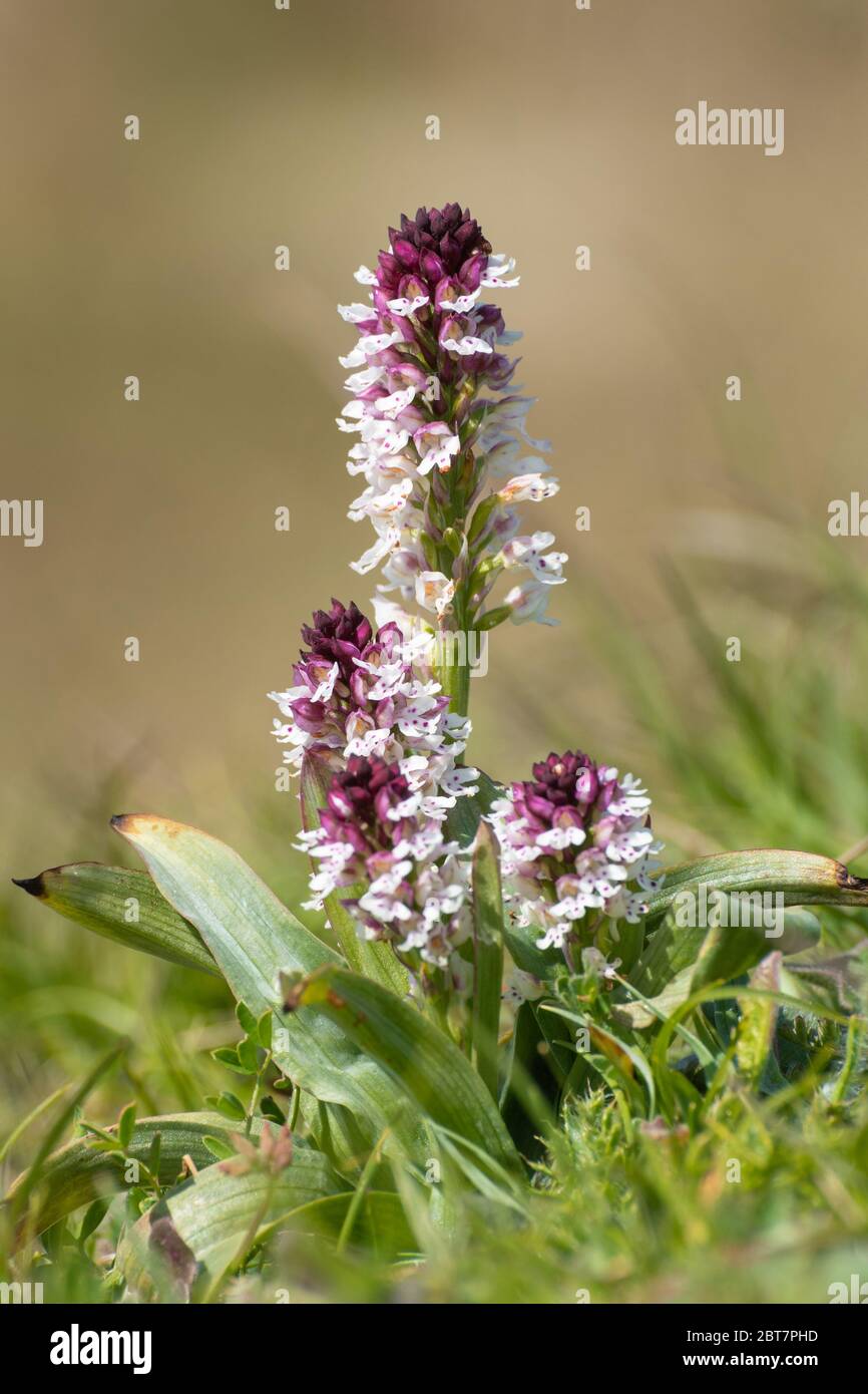 A clump of burnt-tip orchids (Neotinea ustulata), a rare orchid species in Hampshire, England, UK Stock Photo