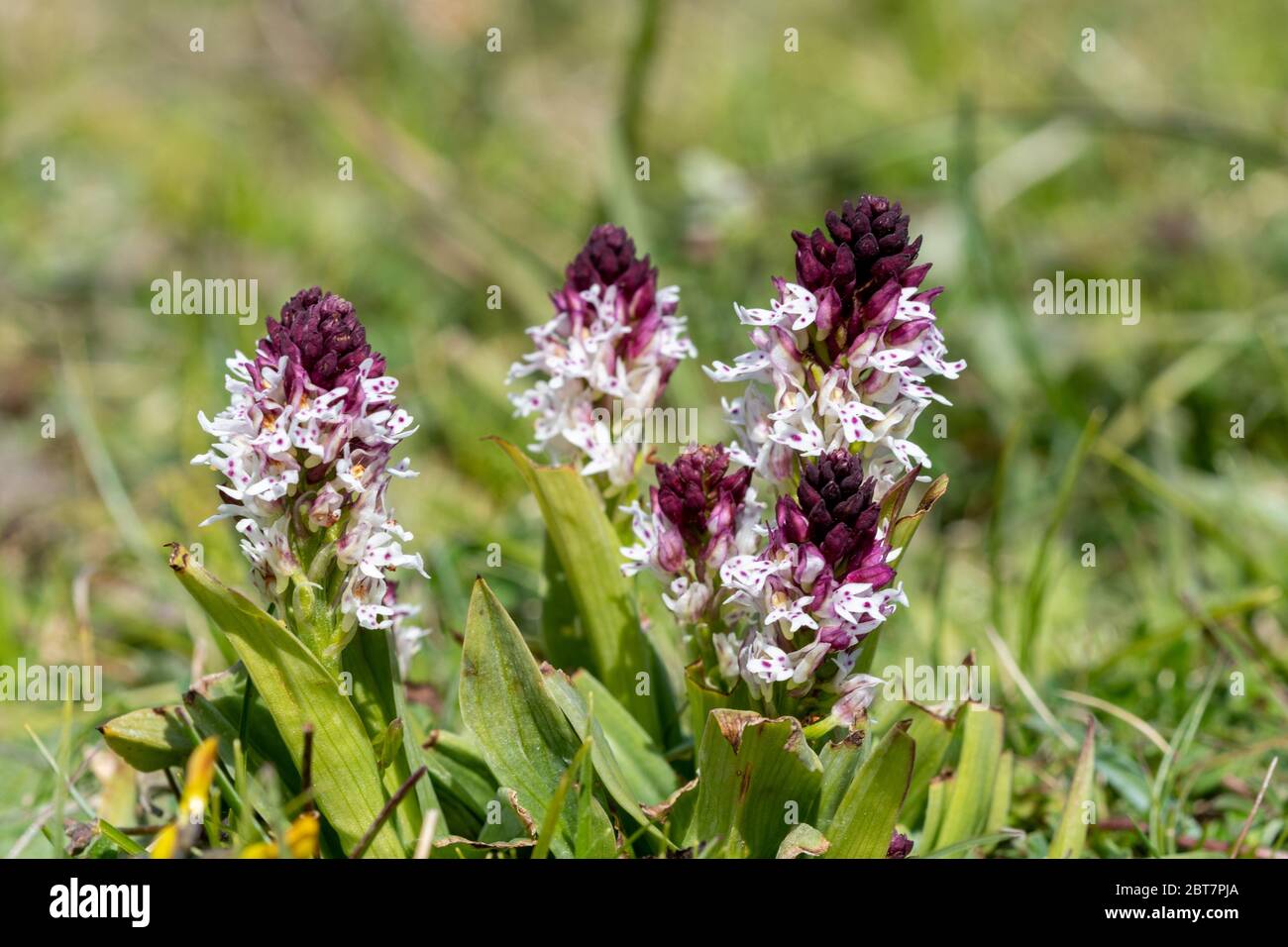 A clump of burnt-tip orchids (Neotinea ustulata), a rare orchid species in Hampshire, England, UK Stock Photo