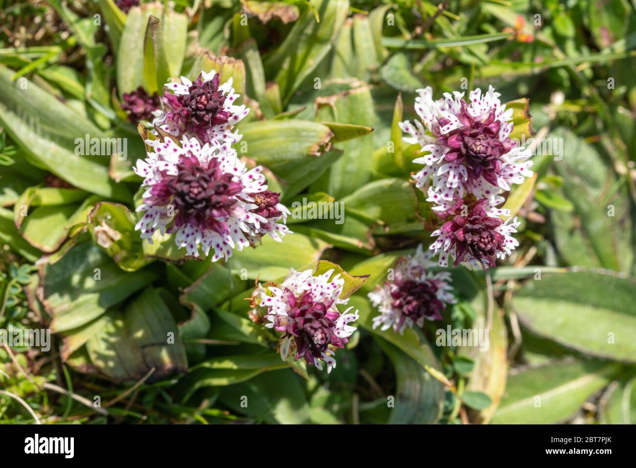 A clump of burnt-tip orchids (Neotinea ustulata), a rare orchid species in Hampshire, England, UK Stock Photo