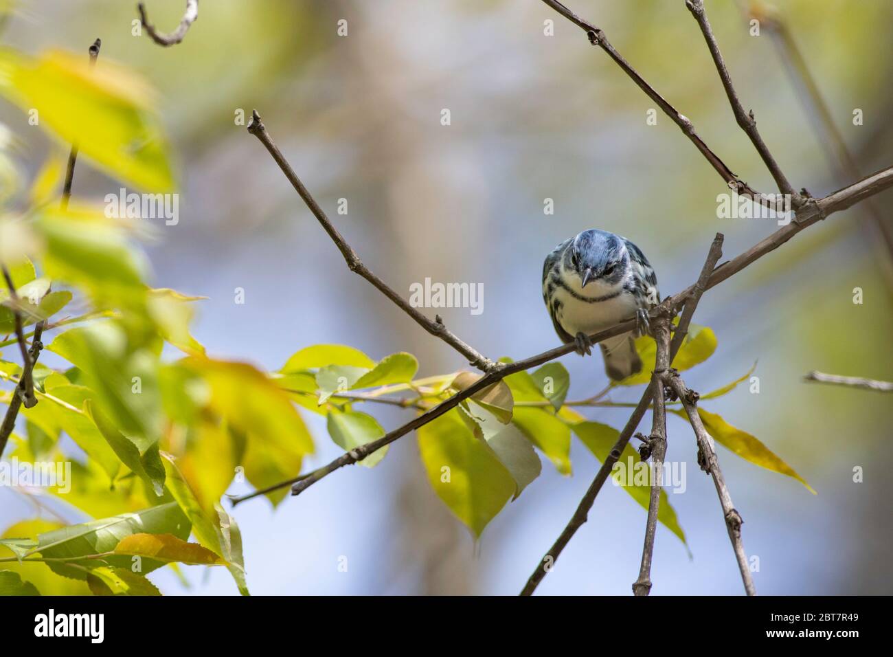 Cerulean warbler - Setophaga cerulea Stock Photo