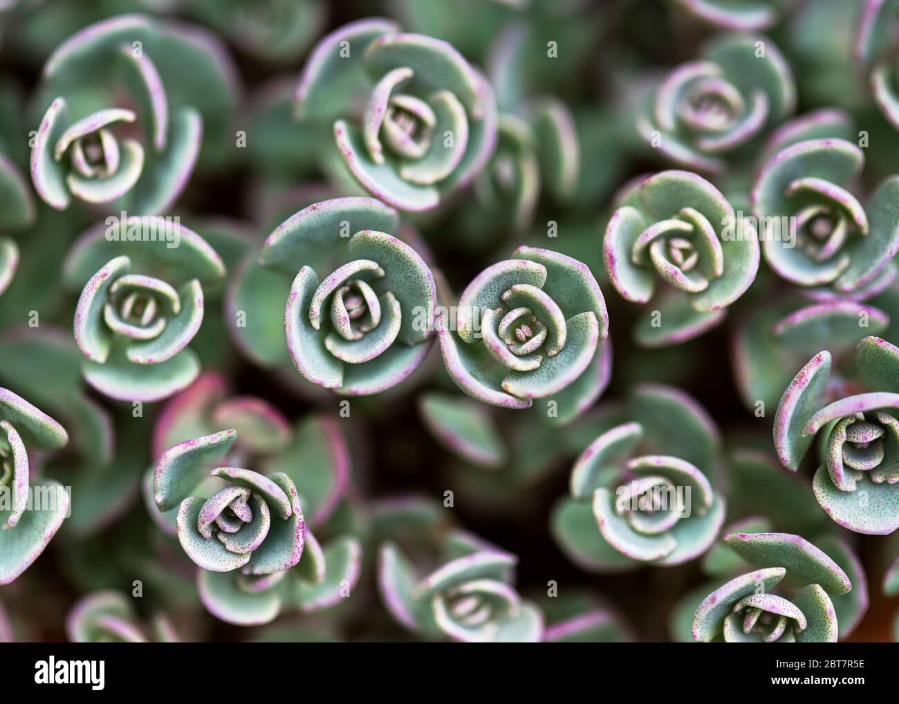 Beautiful great and purple leaves of October stonecrop in the spring garden. Succulent plant. Nature background. (Sedum sieboldii) Stock Photo