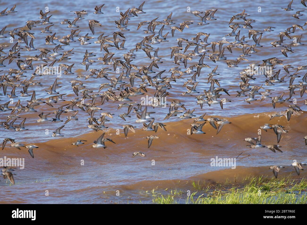 Sandpipers and Plovers flying over the water near Grand Pre, Nova Scotia, Canada. Stock Photo