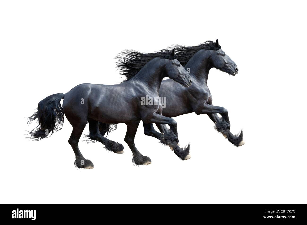 Two black horse isolated on white Stock Photo