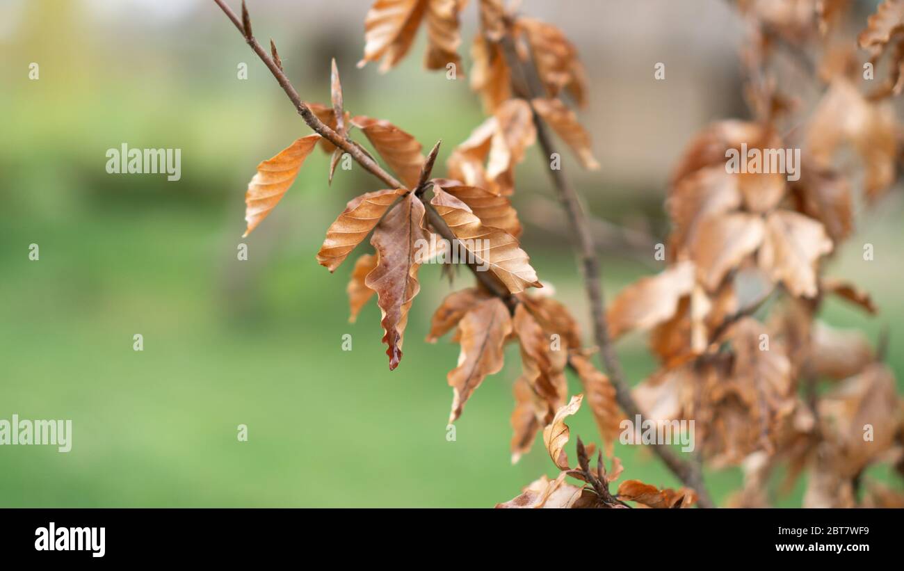 Brown dry leaves hanging on a tree on a green background. Texture or pattern of dry leafs. Spring or autumn wallpaper  Stock Photo