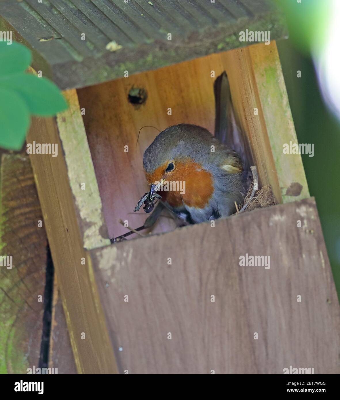 Robin at the nest box  (Erithacus rubecula) Stock Photo