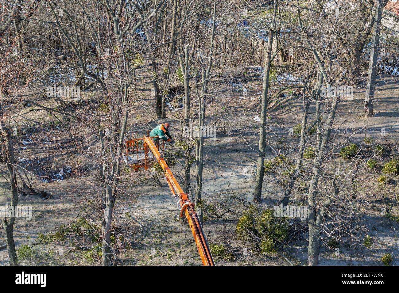 Unrecognized man worker climber cuts off the dry branches by chainsaw on top of the huge tree. View from above. Stock Photo