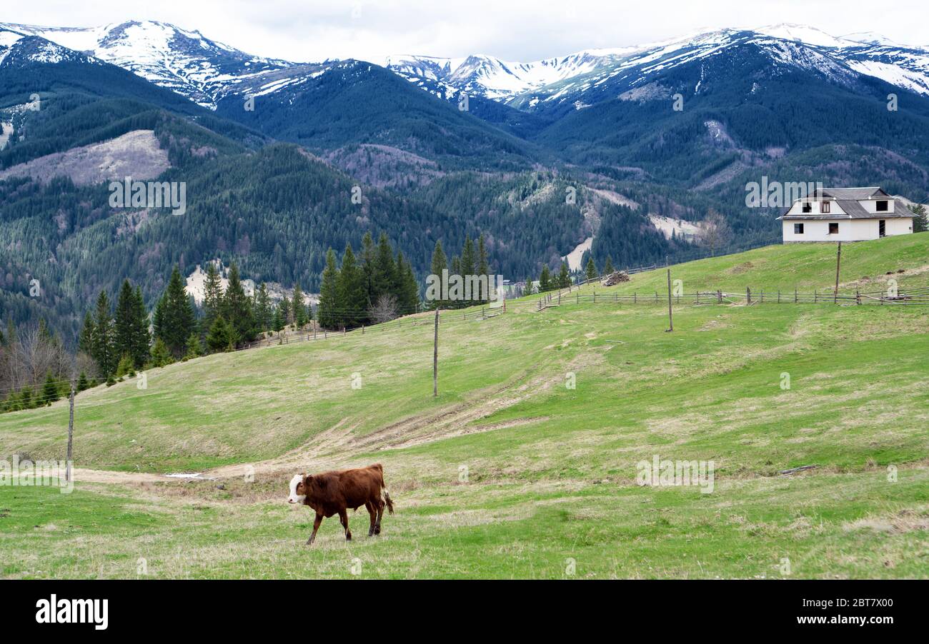 Close up brown little bull on green meadow and house on background. Bull in mountainous terrain. Snow behind. Stock Photo