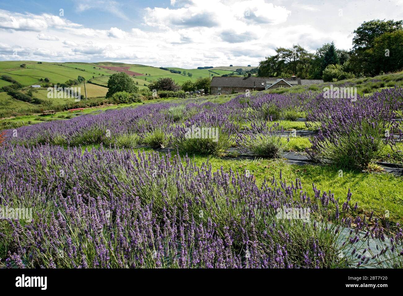 Welsh Lavender fields on a hillside farm , near Builth Wells. Nancy Durham of farmers’ Welsh Lavender. Nancy set out to plant a lavender hedge in 2003 Stock Photo