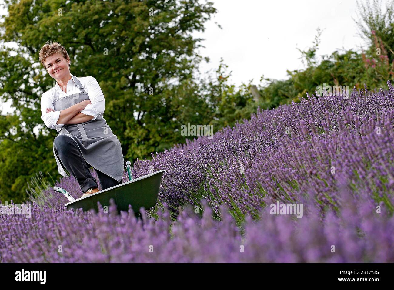 Nancy Durham of farmers’ Welsh Lavender. Nancy set out to plant a lavender hedge in 2003 and ended up with the first lavender farm in Wales. Situated Stock Photo