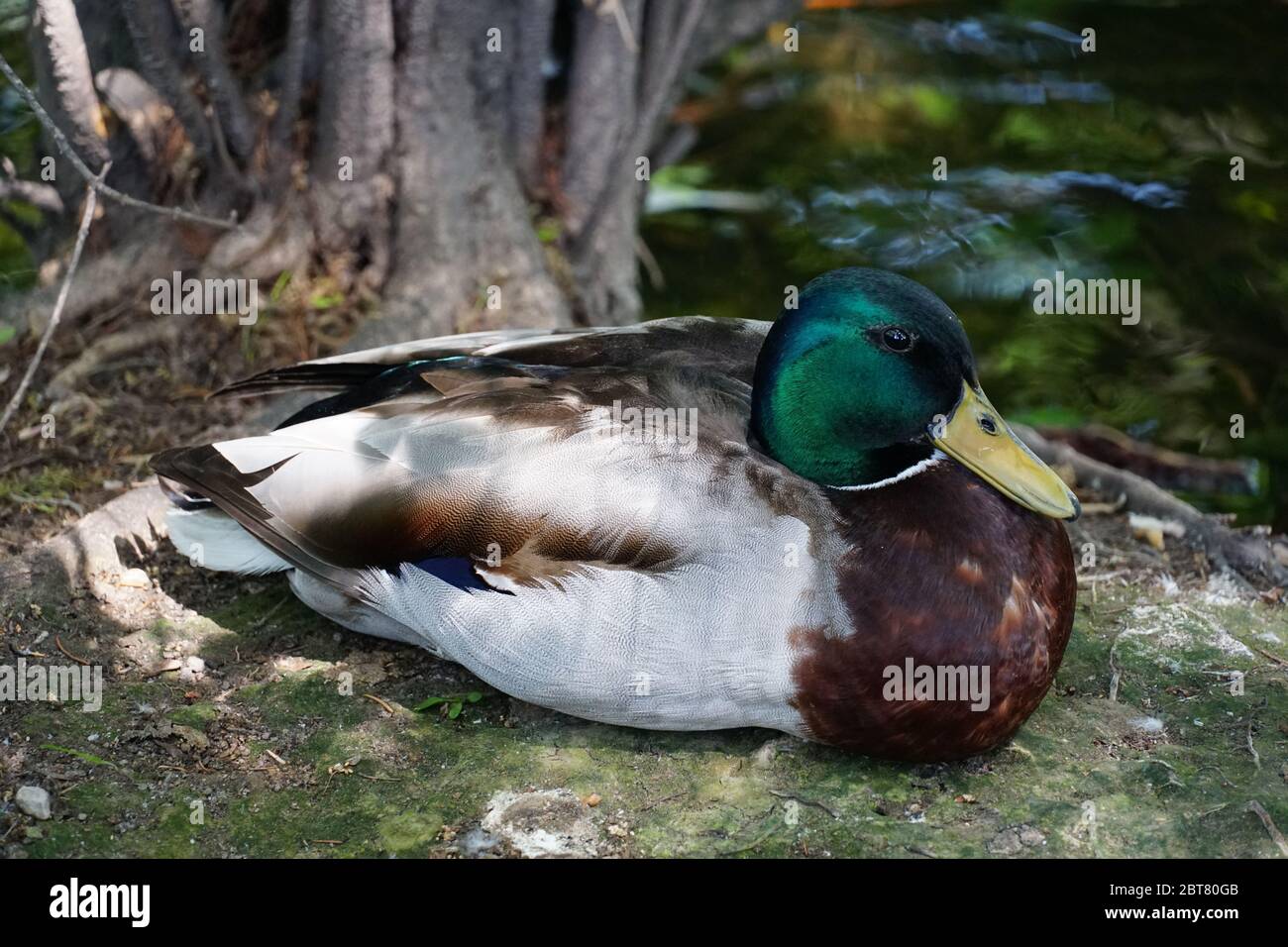 Beautiful resting colourful single male duck photo. Zoom in, hand held close up photography. Stock Photo