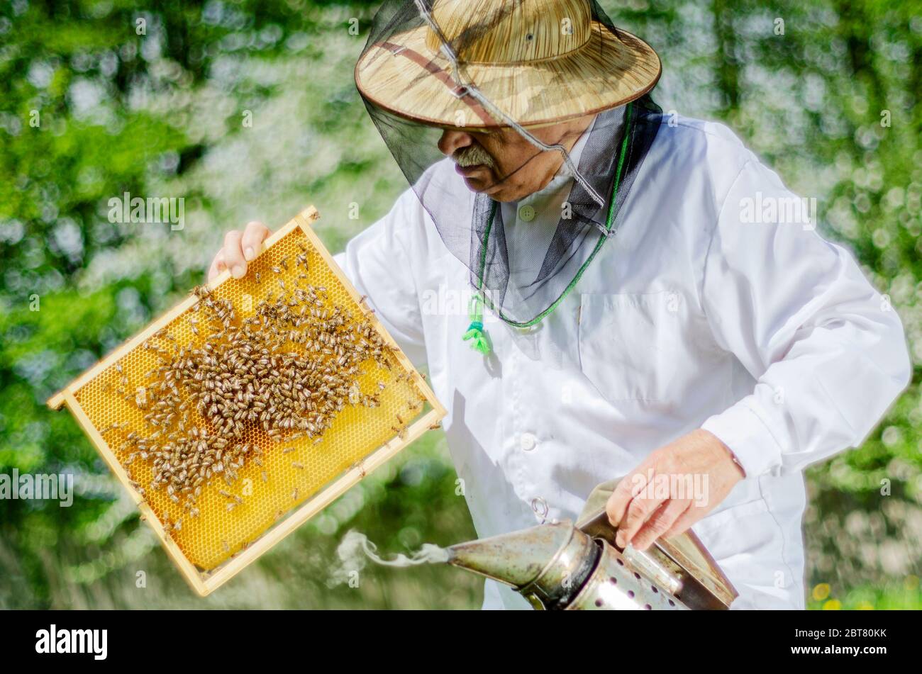 senior apiarist in apiary making inspection in the springtime Stock ...