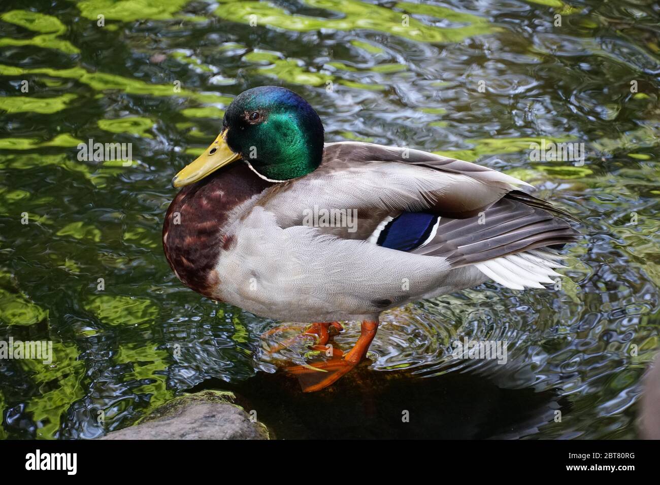 Beautiful resting colourful single male duck photo. Zoom in, hand held close up photography. Stock Photo